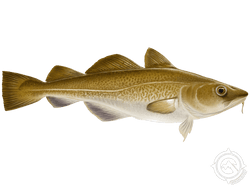 atlantic cod