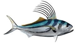 roosterfish
