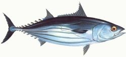 skipjack tuna