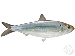atlantic herring