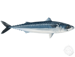 atlantic mackerel