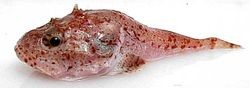 spinyhead sculpin