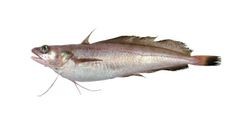 white hake